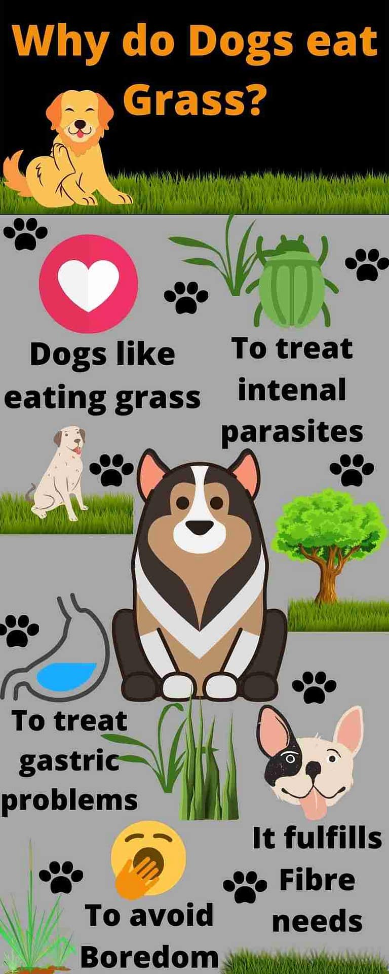 Does Dogs Eating Grass Help With Worms